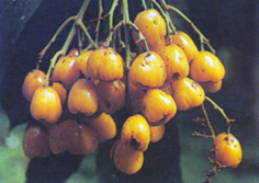รักขาว Semecarpus cochinchinensis Engl.<br/>ANACARDIACEAE