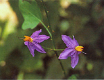 มะแว้งเครือ Solanum trilobatu Linn<br/>SOLANACEAE