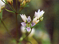 หญ้าดอกลาย Swertia angustifolia Ham.ex D.Don<br/>GENTIANACEAE