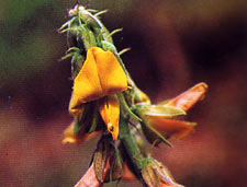 หิ่งเม่นหลวง Crotalaria incana Linn.<br/>FABACEAE (LEGUMINOSAE-PAPILIONOIDEAE)