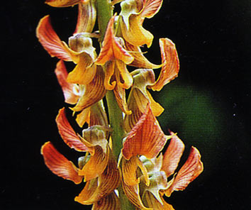 หิ่งเม่น Crotalaria pallida Ait.<br/>FABACEAE (LEGUMINOSAE-PAPILIONOIDEAE)
