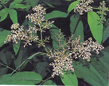 สะพ้านก๊น Sambucus javanica Reinw.ex Bl.<br/>SAMBUCACEAE