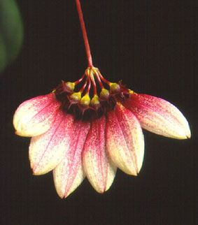 พัดแดง Cirrhopetalum lepidum (Blume) Schter.<br/>ORCHIDACEAE