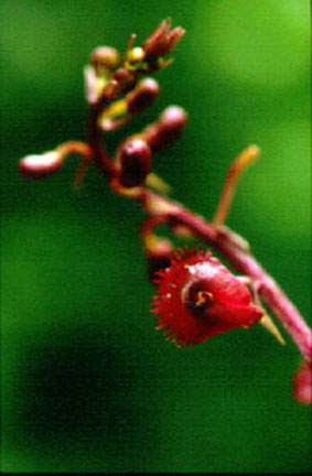 มังกรแดง Crepidium orbiculare (W.W.Sm. & Jeffrey) Seidenf.<br/>ORCHIDACEAE
