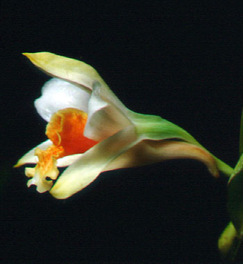 เอื้องเงินแดง Dendrobium cariniferum Rchb.f.<br/>ORCHIDACEAE