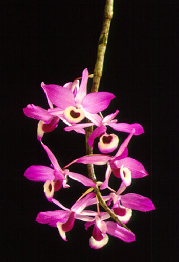 เอื้องสายม่วง Dendrobium lituiflorum Lindl.<br/>ORCHIDACEAE