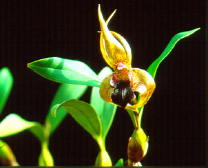 เอื้องกระเจี้ยง Epigeneium amplum (Lindl.) Summerh .<br/>ORCHIDACEAE