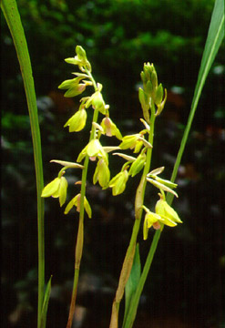 เหลืองประไพ Eulophia promensis Lindl.<br/>ORCHIDACEAE