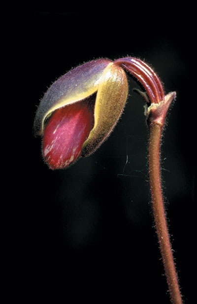 รองเท้านารีเหลืองเลย Paphiopedilum hirsutissimum (Lindl. ex Hook.) Stein<br/>ORCHIDACEAE