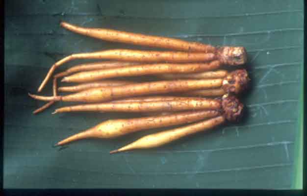 กระชาย Boesenbergia rotunda (L.)Mansf.<br/>ZINGIBERACEAE