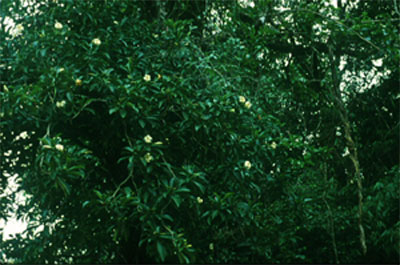 โกงกางเขา Fagraea ceilanica Thunb.<br/>GENTIANACEAE