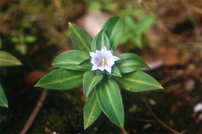 ดอกหรีด Gentiana hesseliana Hoss. var. lakshnakarae (Kerr)Toyokuni<br/>GENTIANACEAE