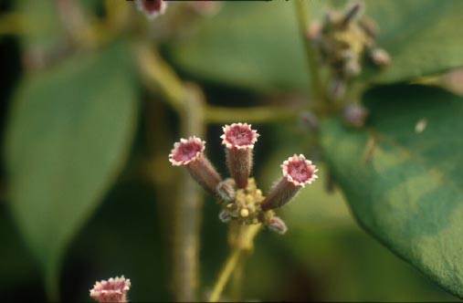 เครือตดหมา Paederia pilifera Hook.f.<br/>RUBIACEAE