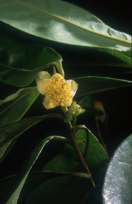 เมี่ยงผี Pyrenaria garrettiana Craib<br/>THEACEAE