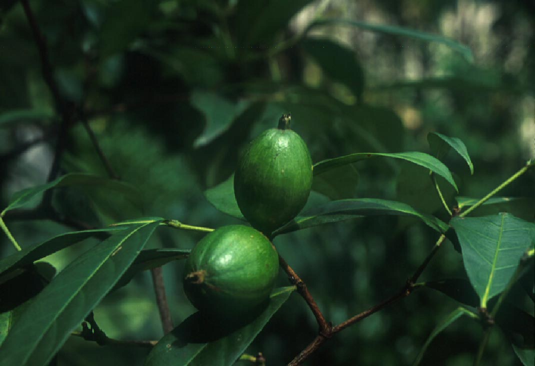 สะแล่งหอม'ไก๋ Rothmannia sootepensis (Craib)Bremek.<br/>RUBIACEAE