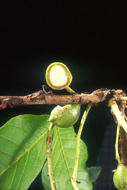 มะโจ้ก Schleichera oleosa (Lour.)Merr.<br/>SAPINDACEAE