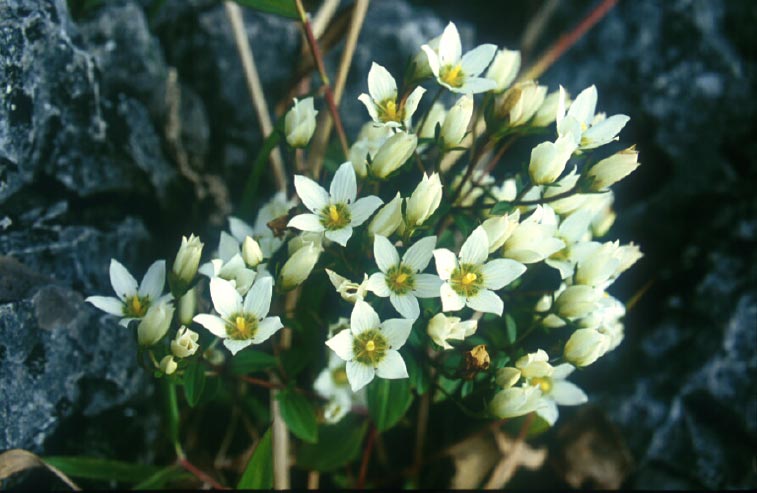 สิงขรา Swertia calcicola Kerr<br/>GENTIANACEAE