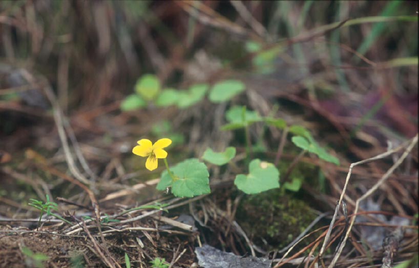 วาสุกรีอ่างก Viola angkae Craib<br/>VIOLACEAE