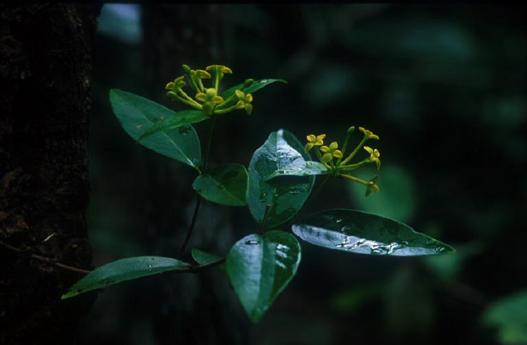 ไก่หลง Wikstroemia polyantha Merr.<br/>THYMELAEACEAE