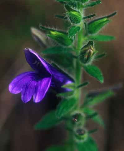 บุษบาอฐิษฐาน Adenosma caerulea R.Br.<br/>SCROPHULARIACEAE