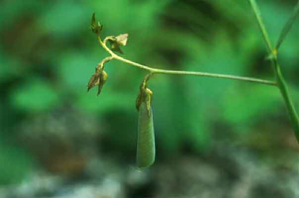 หิ่งเม่นดอย Crotalaria alata D.Don<br/>FABACEAE (LEGUMINOSAE-PAPILIONOIDEAE)