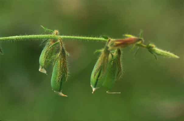 หิ่งหายใบเล็ก Crotalaria albida Heyne ex Roth.<br/>FABACEAE (LEGUMINOSAE-PAPILIONOIDEAE)