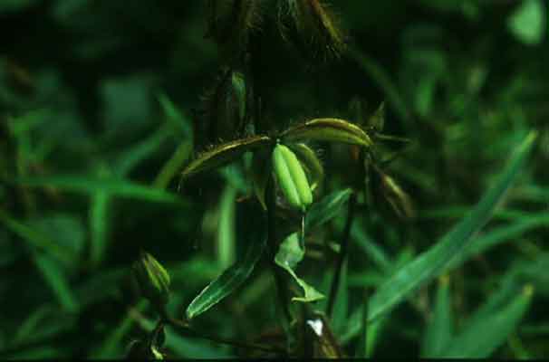 พญามูนิน Crotalaria calycina Schrank<br/>FABACEAE (LEGUMINOSAE-PAPILIONOIDEAE)