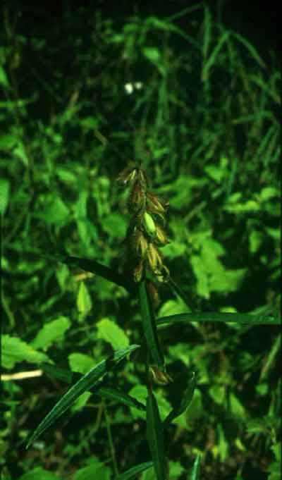 หิ่งครามฟ้า Crotalaria sessiliflora L.<br/>FABACEAE (LEGUMINOSAE-PAPILIONOIDEAE)