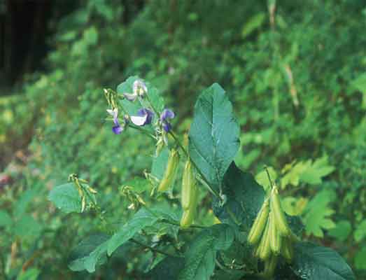 หิ่งหายใบใหญ่ Crotalaria verrucosa L.<br/>FABACEAE (LEGUMINOSAE-PAPILIONOIDEAE)