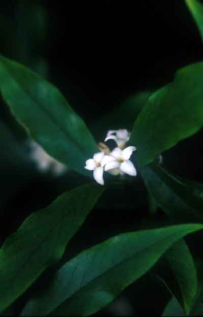 ไก่แก้ว Daphne sureil W.W.Sm. & Cave<br/>THYMELAEACEAE