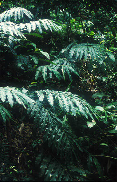 ปุดดอย Etlingera araneosa (Bak.)R.M. Sm.<br/>ZINGIBERACEAE