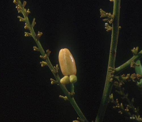 มะหวด Lepisanthes rubiginosa (Roxb.)Leenh.<br/>SAPINDACEAE