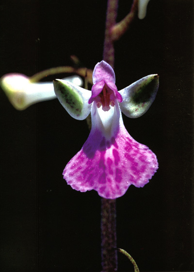 เอื้องศรีเชียงดาว Sirindhornia pulchella H.A. Pedersen & S. Indhamusika<br/>ORCHIDACEAE