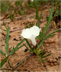 - Convolulus sp.<br/>CONVOLVULACEAE