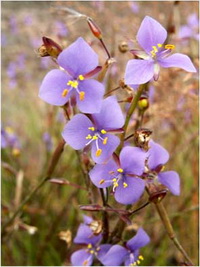 กินกุ้งน้อย Murdannia nudiflora (L.) Brenan<br/>COMMELINACEAE