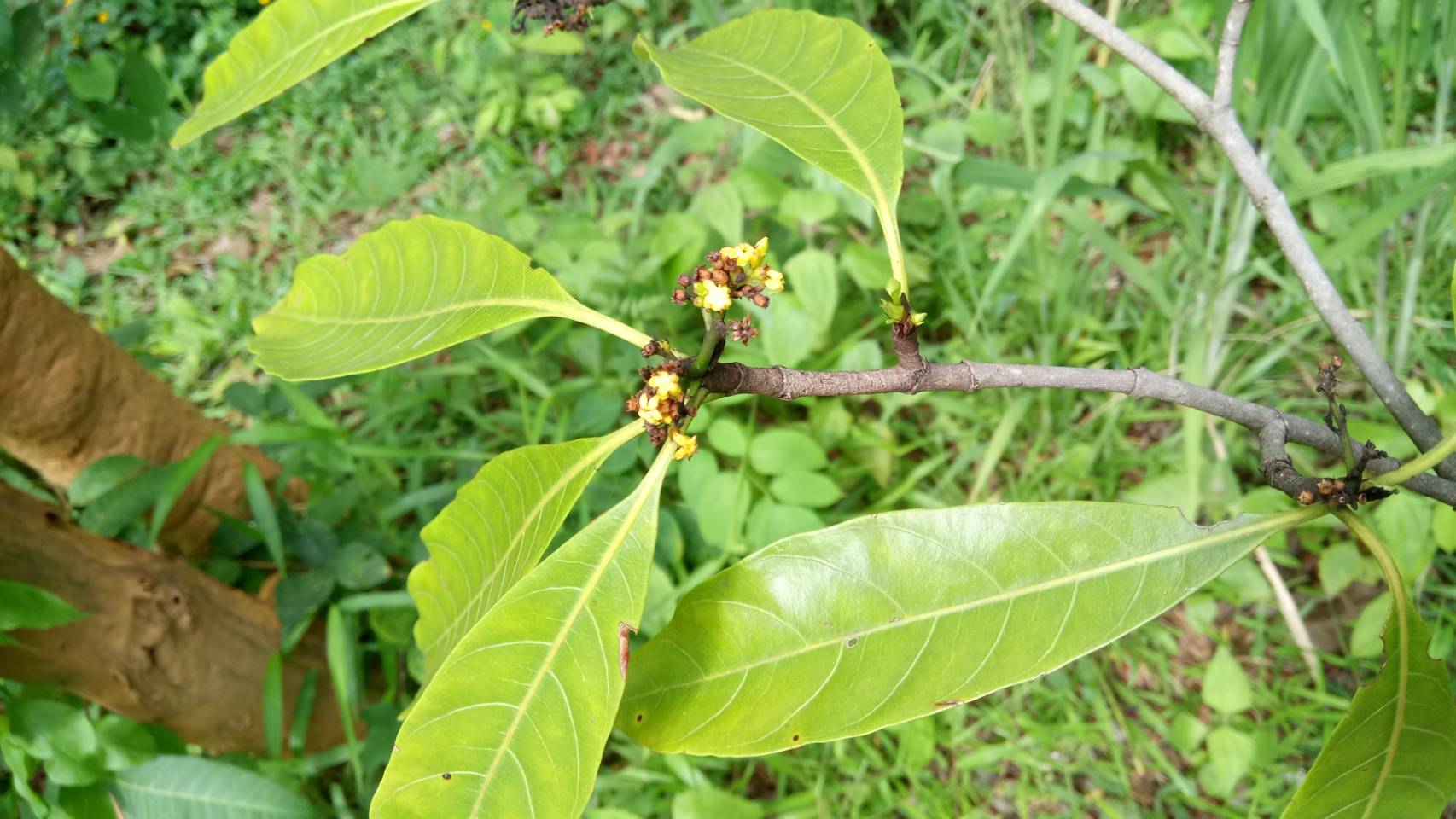 เหล็กกี	 Tarennoidea wallichii (Hook.f.)  Turvebg. & Sastre<br/>Rubiaceae