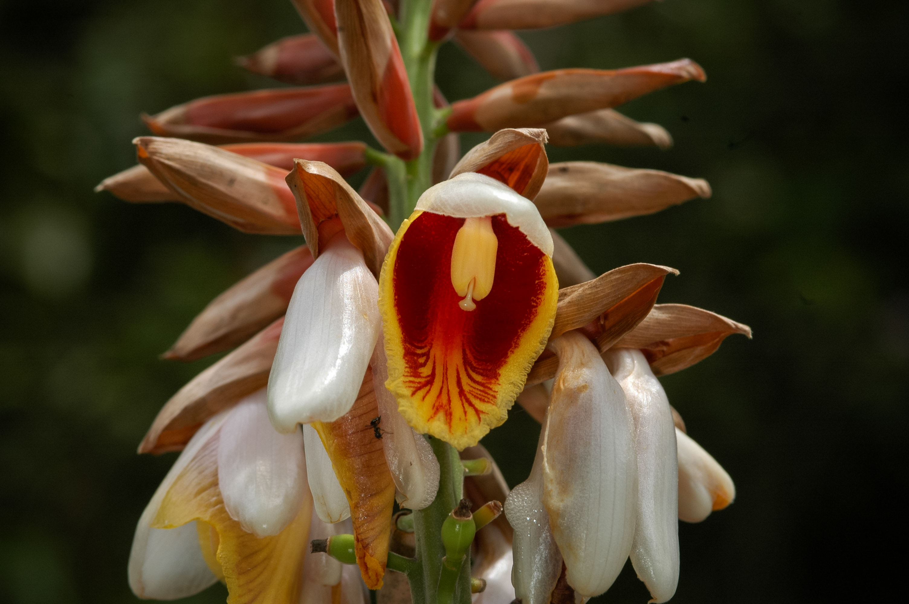 กากุ๊๊ก Alpinia blepharocalyx K. Schum.<br/>Zingiberaceae