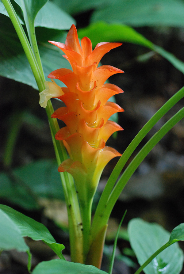 กระเจียวส้ม Curcuma roscoeana Wall. <br/>ZINGIBERACEAE