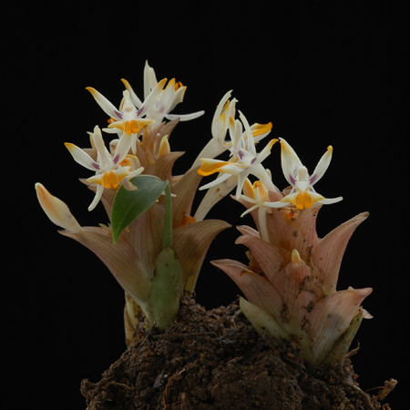 มหาอุดม  Curcuma glans K. Larsen & J. Mood<br/>ZINGIBERACEAE