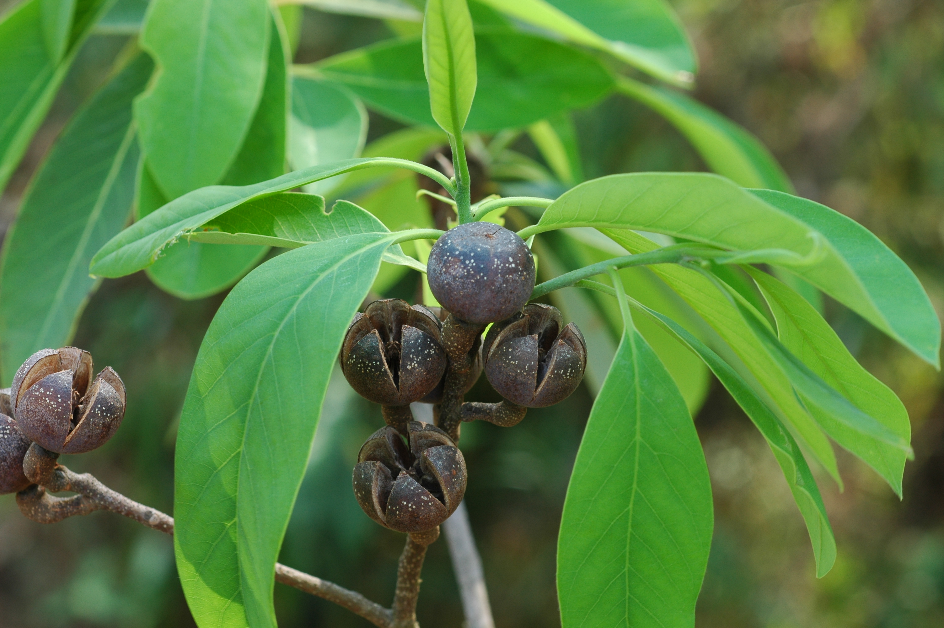 ทะโล้ Schima wallichii choisy<br/>THEACEAE