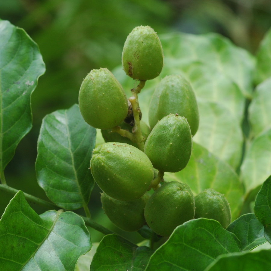 มะไฟจีน Clausena lansium  (Lour.) Skeels<br/>RUTACEAE