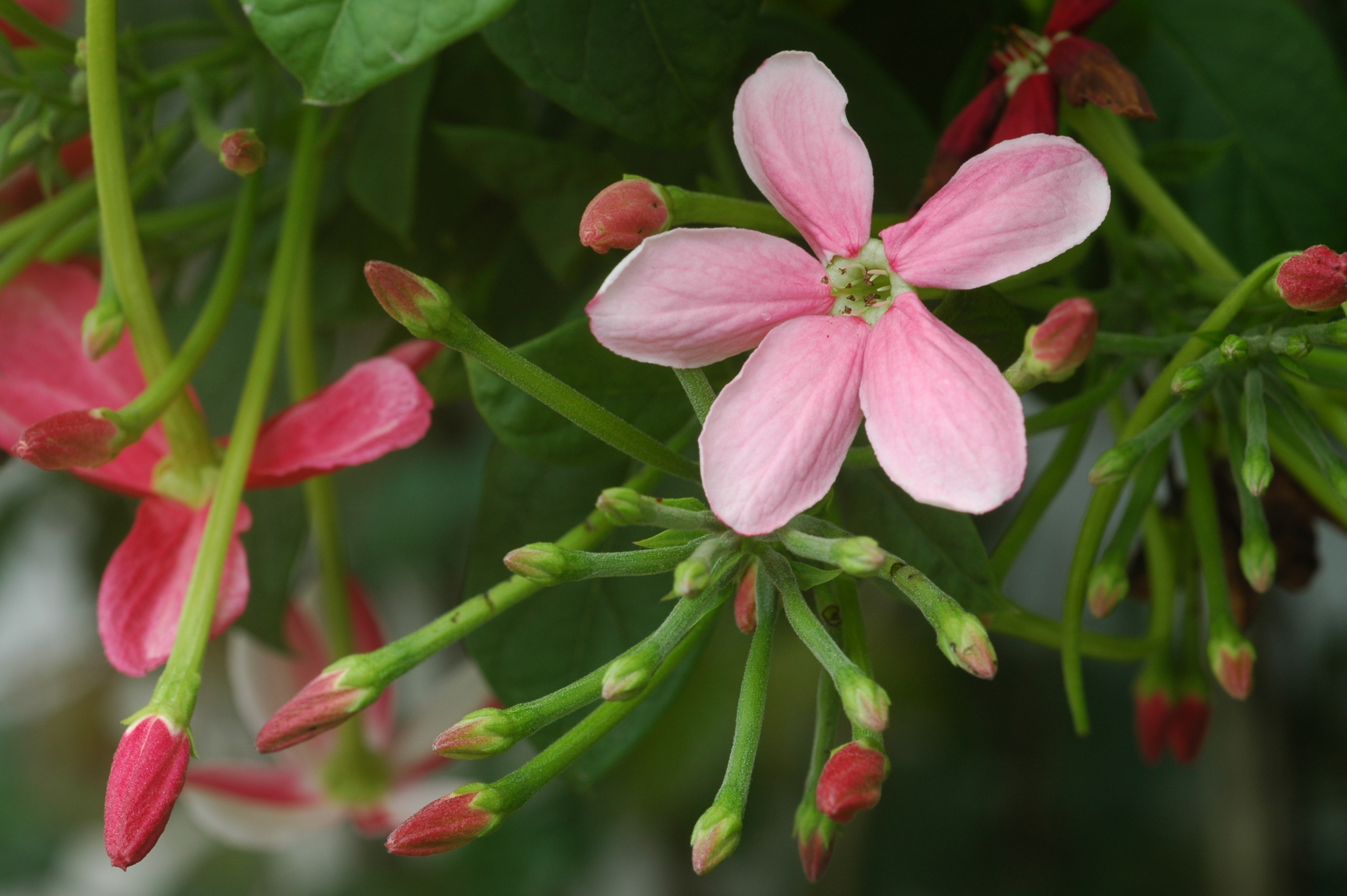 เล็บมือนาง Quisqualis indica Linn.<br/>COMBRETACEAE