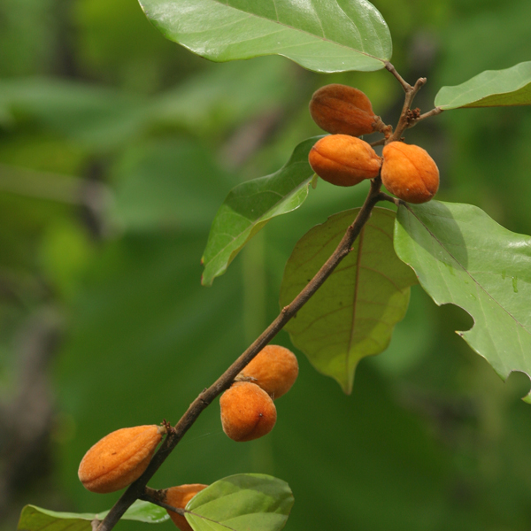 คำรอก Ellipanthus tomentosus Kuze var. tomentosus<br/>CONNARACEAE