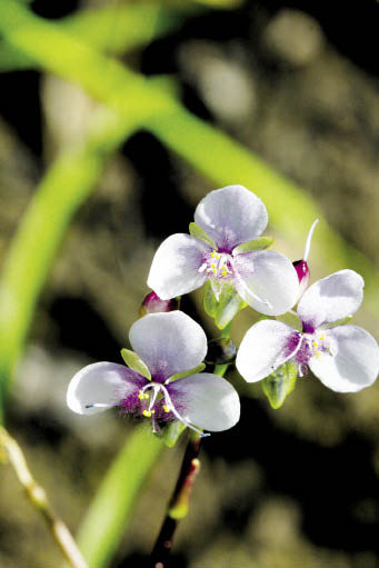 ว่านข้าวเหนียว Murdannia edulis (Stokes) Faden<br/>COMBRETACEAE