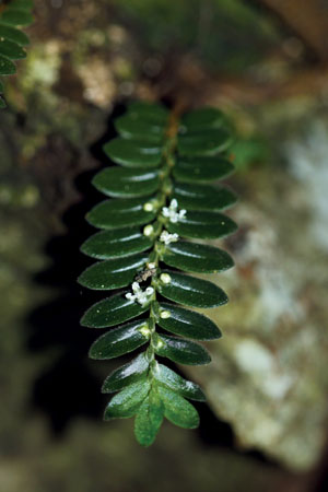 หูหิน Elatostema salvinioides W.T.Wang<br/>URTICACEAE