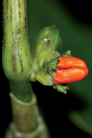 ผักปลาบหัวแหวนลำไผ่ Amischotolype hookeri (Kassk.) H.Hara<br/>COMMELINACEAE