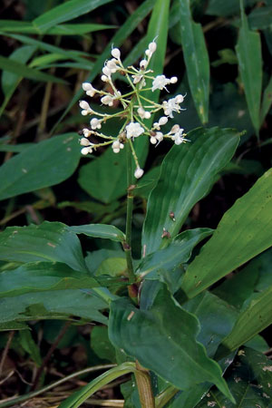 ผักปลาบขาว Pollia hasskarii R.S.Rao<br/>COMMELINACEAE