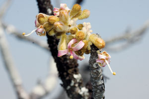 ปอตั๊บ Firmiana kerrii (Craib) Kosterm.<br/>STERCULIACEAE