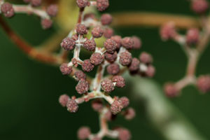 เต้ามด Debregeasia wallichiana Wedd.<br/>URTICACEAE