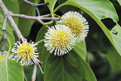 ก้านเหลือง Nauclea orientalis (L.) L.<br/>RUBIACEAE